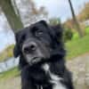 Alf sucht dringend ein ruhiges Zuhause bei erfahrenen Mensch