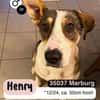 HENRY- Prinz Charming sucht sein Zuhause