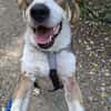 HENRY- Prinz Charming sucht sein Zuhause