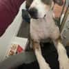 HENRY- Prinz Charming sucht sein Zuhause