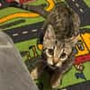 Tigrutz Einsamer kleiner Tiger sucht  Familie mit Freund