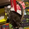 Tigrutz Einsamer kleiner Tiger sucht  Familie mit Freund