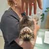 Fluffy Fröhlicher Kater sucht verspielte Familie