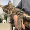 Fluffy Fröhlicher Kater sucht verspielte Familie