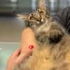 Fluffy Fröhlicher Kater sucht verspielte Familie
