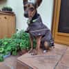Rusty1 sucht ihr Zuhause - *NEUE FOTOS!!*