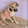 Wer schenkt Hund Cooper ein liebevolles Zuhause?