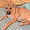 Wer schenkt Hund Cooper ein liebevolles Zuhause?