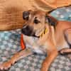 Wer schenkt Hund Cooper ein liebevolles Zuhause?