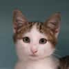 YOHAN