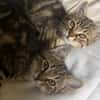 Paquerette [Chaton]
