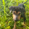 Jimmy, l'adorable toutou
