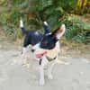 Dumbo sucht ein Zuhause