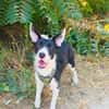 Dumbo sucht ein Zuhause