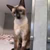 Marc - zutraulicher, aktiver Siam-Mix-Kater