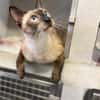 Marc - zutraulicher, aktiver Siam-Mix-Kater