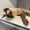 Marc - zutraulicher, aktiver Siam-Mix-Kater