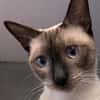 Marc - zutraulicher, aktiver Siam-Mix-Kater