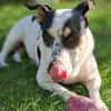 menschenbezogene liebe Mayla auf PS in 38122
