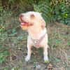 Gero sucht ein Zuhause
