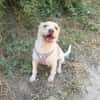 Gero sucht ein Zuhause