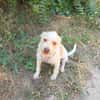 Gero sucht ein Zuhause