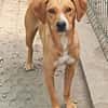 Selbi  ein lieber Hund sucht Menschen auf Pflegesstelle