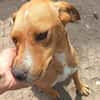 Selbi  ein lieber Hund sucht Menschen auf Pflegesstelle