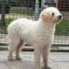 MOGLI-hübscher, liebenswerter Hunde-Senior, 45 cm