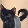 BAGHEERA