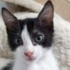 Bernard [Chaton]