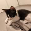 Bernard [Chaton]