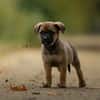 Bram