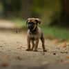 Bram