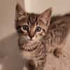 Billy [Chaton]