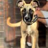 ZIGGY (Maria)