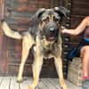 MOOSE (Maria)