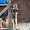 MOOSE (Maria)