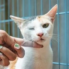 chat chez le vétérinaire