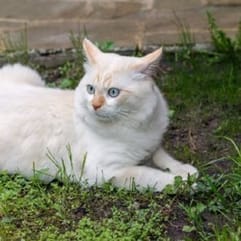 Katze im Gras