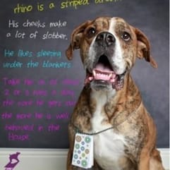 achtergelaten hond met een brief