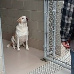 chien dans un refuge