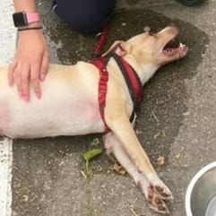 Chien haletant au sol