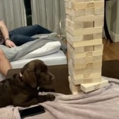 chiot et jeu en bois