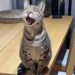 Blinder Kater sitzt miauend auf dem Tisch