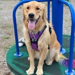 Golden Retriever met regenboogstaart