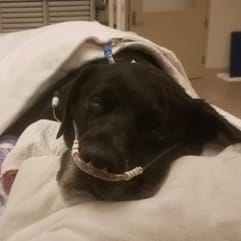 femelle labrador qui attend 21 chiots