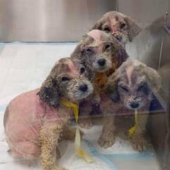 petits chiens