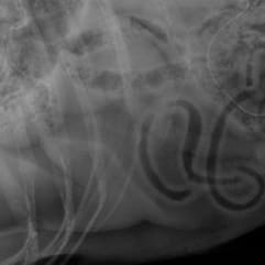 german shepherd x-ray