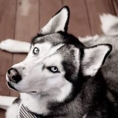 Sierra the Husky dog detects cancer